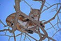 _MG_1337 bobcat in a tree at the west virginia state wildlife center.jpg