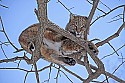 _MG_1338 bobcat in a tree at the west virginia state wildlife center.jpg