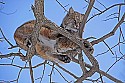 _MG_1343 bobcat in a tree at the west virginia state wildlife center.jpg