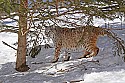 _MG_1367 bobcat in the snow at the west virginia state wildlife center.jpg