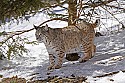 _MG_1372 bobcat in the snow at the west virginia state wildlife center.jpg