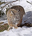 _MG_1394 bobcat in the snow at the west virginia state wildlife center.jpg