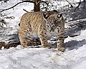 _MG_1403 bobcat in the snow at the west virginia state wildlife center.jpg