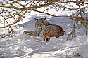 _MG_1426 bobcat in the snow at the west virginia state wildlife center.jpg
