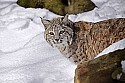 _MG_1484 bobcat in the snow at the west virginia state wildlife center.jpg