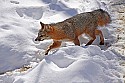 _MG_1526 gray fox  in the snow at the west virginia state wildlife center.jpg