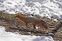 _MG_1534 gray fox  in the snow at the west virginia state wildlife center.jpg