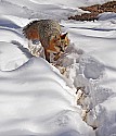 _MG_1568 gray fox  in the snow at the west virginia state wildlife center.jpg