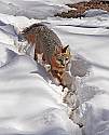 _MG_1569 gray fox  in the snow at the west virginia state wildlife center.jpg