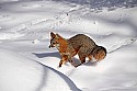 _MG_1625 gray fox  in the snow at the west virginia state wildlife center.jpg