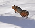 _MG_1628 gray fox  in the snow at the west virginia state wildlife center.jpg