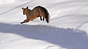 _MG_1629 gray fox  in the snow at the west virginia state wildlife center.jpg