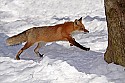 _MG_1643 red fox  in the snow at the west virginia state wildlife center.jpg