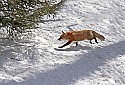 _MG_1653 red fox  in the snow at the west virginia state wildlife center.jpg