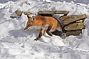 _MG_1673 red fox  in the snow at the west virginia state wildlife center.jpg