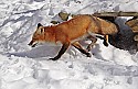 _MG_1674 red fox  in the snow at the west virginia state wildlife center.jpg