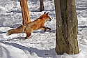 _MG_1700 red fox  in the snow at the west virginia state wildlife center.jpg