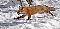 _MG_1703 red fox  in the snow at the west virginia state wildlife center.jpg