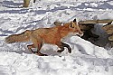 _MG_1706 red fox  in the snow at the west virginia state wildlife center.jpg