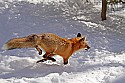 _MG_1709 red fox  in the snow at the west virginia state wildlife center.jpg