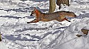 _MG_1714 gray fox  in the snow at the west virginia state wildlife center.jpg