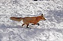 _MG_1717 red fox  in the snow at the west virginia state wildlife center.jpg