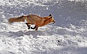_MG_1718 red fox  in the snow at the west virginia state wildlife center.jpg