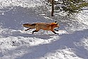 _MG_1719 red fox  in the snow at the west virginia state wildlife center.jpg