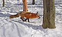 _MG_1720 red fox  in the snow at the west virginia state wildlife center.jpg