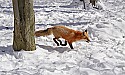 _MG_1722 red fox  in the snow at the west virginia state wildlife center.jpg