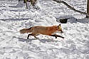 _MG_1723 red fox  in the snow at the west virginia state wildlife center.jpg