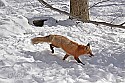 _MG_1724 red fox  in the snow at the west virginia state wildlife center.jpg