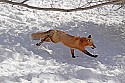_MG_1725 red fox  in the snow at the west virginia state wildlife center.jpg