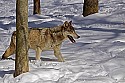 _MG_1900 timber wolf in the snow at the west virginia state wildlife center.jpg