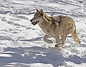 _MG_2162 timber wolf in the snow at the west virginia state wildlife center.jpg