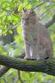 _MG_2811 bobcat in tree.jpg