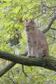 _MG_2815 bobcat in tree.jpg