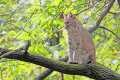 _MG_2839 bobcat in tree.jpg