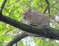 _MG_2875 bobcat in tree.jpg