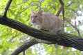 _MG_2882 bobcat in tree.jpg