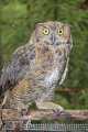 _MG_3189 great horned owl.jpg