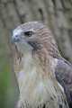 _MG_3284 red-tailed hawk.jpg