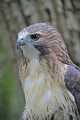 _MG_3286 red-tailed hawk.jpg