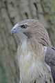 _MG_3304 red-tailed hawk.jpg