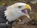 _MG_3360 bald eagle.jpg