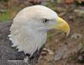 _MG_3365 bald eagle.jpg