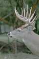 _MG_4124 11-point whitetail deer.jpg