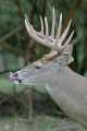 _MG_4125 11-point whitetail deer.jpg