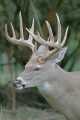 _MG_4161 11-point whitetail deer.jpg