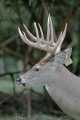 _MG_4165 11-point whitetail deer.jpg